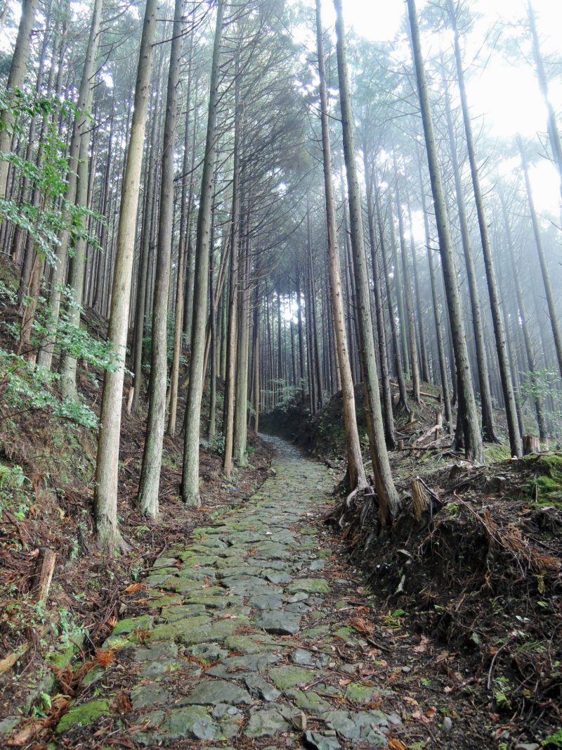 Kumano Kodo Nakahechi